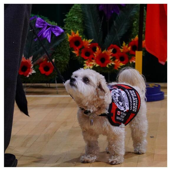 From Pup to Guide Dog: The Incredible Training Journey of America’s ...