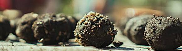 📅 Make native wildflower seed bombs + Fall Festival info - NewsBreak