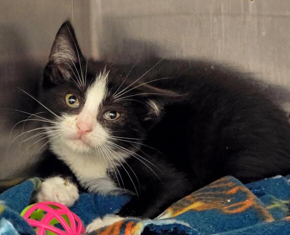 1 kitten survives after cats are thrown from moving car on Montauk ...