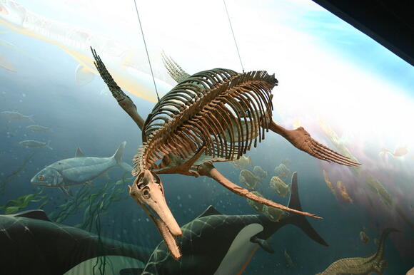 Why Did the Largest Marine Reptiles Disappear? - NewsBreak