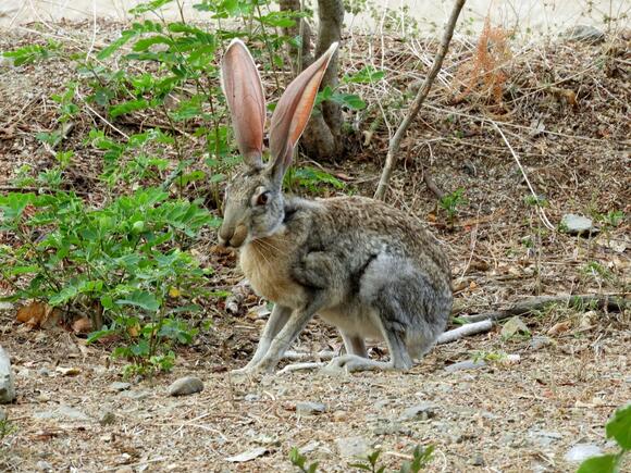 6 Wild Rabbit Species Found in Arizona: Complete Identification Guide ...
