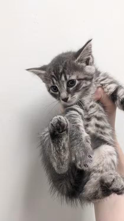 🐱 Playful, Gentle & Curious Cats Ready for Adoption in Cleveland ...