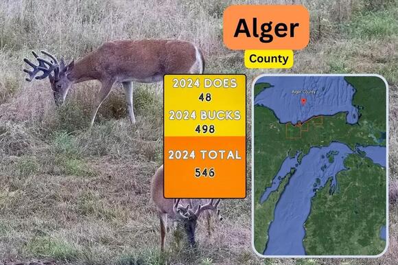 Michigan City Planning To Kill 20 Inbred Deer In City Park - NewsBreak
