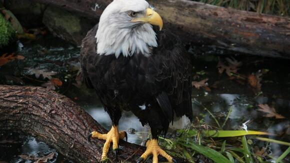 20 Raptor Species That Rule North American Skies - NewsBreak