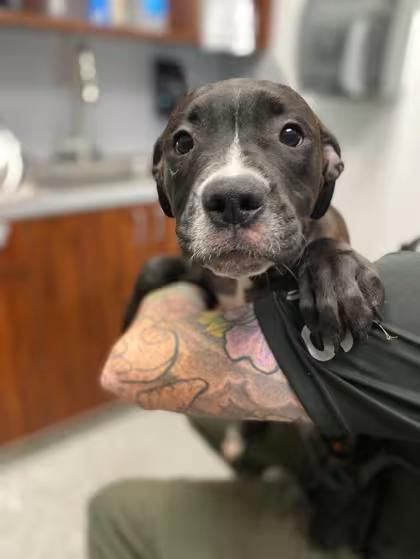 🐶 Playful & Loving Dogs Ready for Adoption in New Bern, NC - NewsBreak