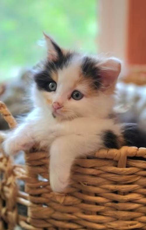 🐱 Sweet San Jose Kittens Ready to Join Loving Homes - NewsBreak