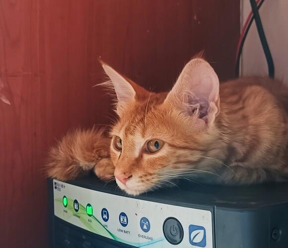 10 Sounds Only Your Cat Can Hear - NewsBreak
