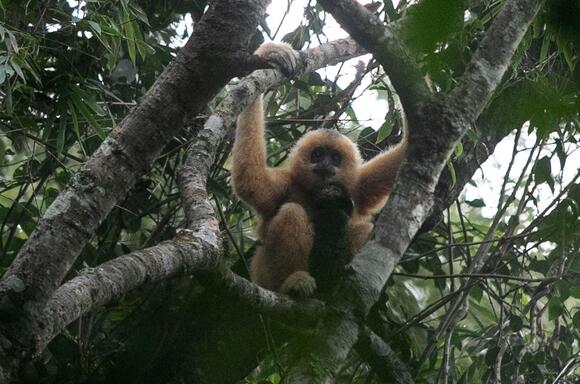 World's rarest primate has bounced back from brink of extinction ...