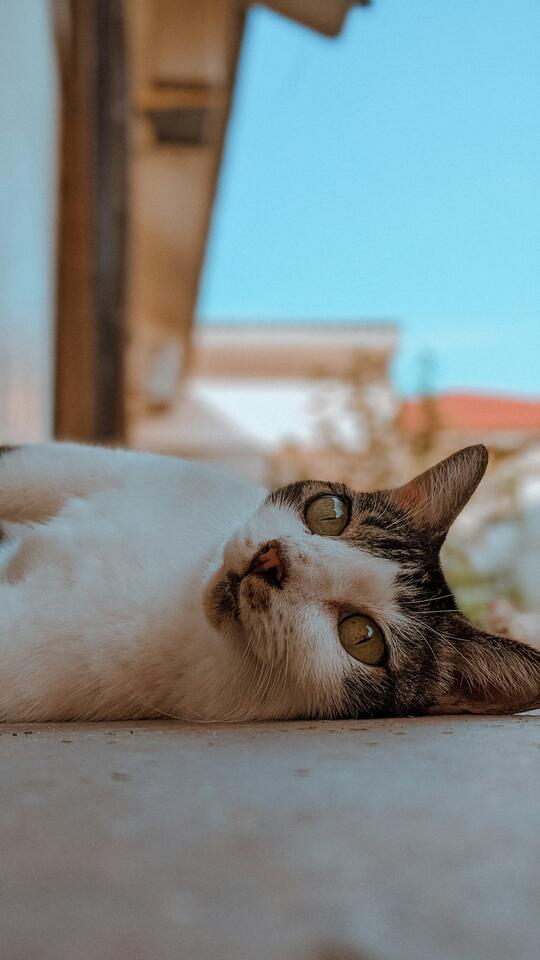 12 Cat Reactions That Signal Long-Term Contentment - NewsBreak