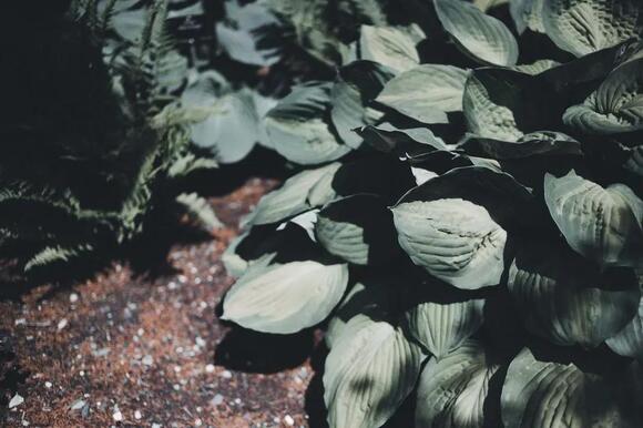 Why Hostas Vanish Completely Every Winter and Always Come Back - NewsBreak