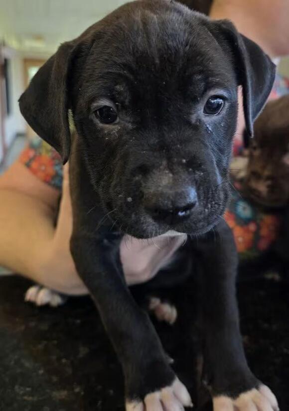 🐶 Gentle Seniors & Playful Pups Ready for Adoption in Elizabethtown ...