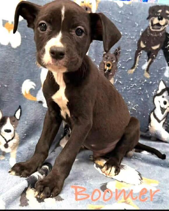 🐶 Playful Lab Mix Puppies Needing Homes in Enfield, CT - NewsBreak