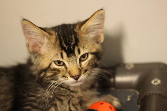 🐱 Gentle Rockford Cats Ready for Adoption and New Homes - NewsBreak