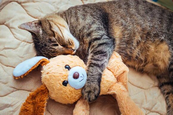 these-15-animals-have-shockingly-short-attention-spans-newsbreak