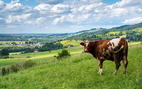Livestock Microchipping Laws in Louisiana: What Producers Need to Know ...