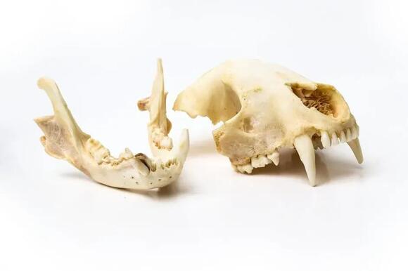 8 Astounding Discoveries That Define the Evolution of Ancient Land ...