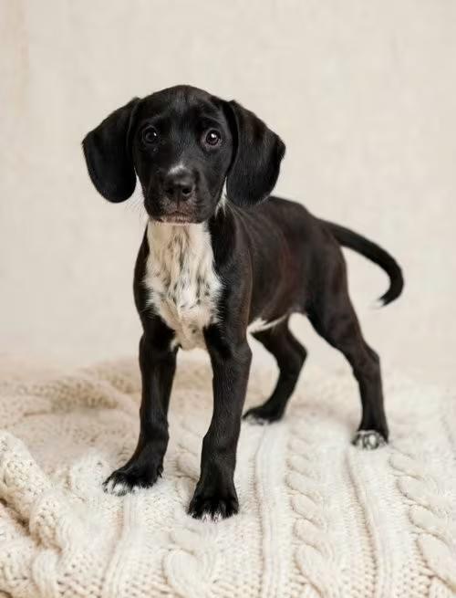🐶 Playful Lab & Catahoula Mix Puppies Ready for Adoption in Perrysville ...