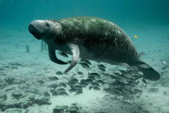Why Manatees Are Known as “Sea Cows” - NewsBreak