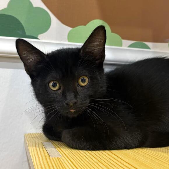 🐱 Sweet San Jose Cats Ready for Their New Forever Homes - NewsBreak