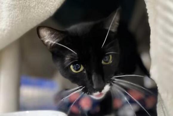 🐱 Playful, Gentle & Senior Cats Waiting for You in Sherwood - NewsBreak