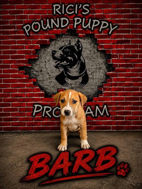 🐶 Playful Seniors, Pups & Prison-Program Dogs Seeking Homes in ...