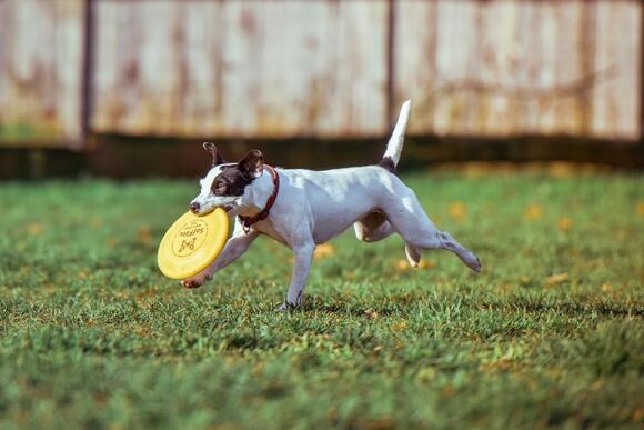 The Frisbee Got Its Name From a Connecticut Bakery's Pie Tins - NewsBreak