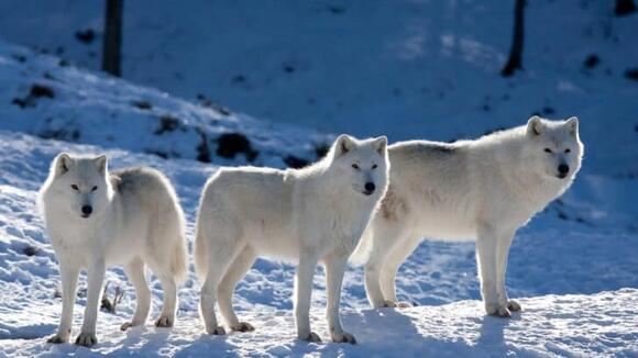 10 Things You Didn not Know Wolves Do in Winter - NewsBreak