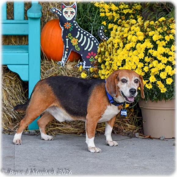 🐶 Playful, Gentle & Loyal Dogs Ready for Adoption in Wake Forest ...