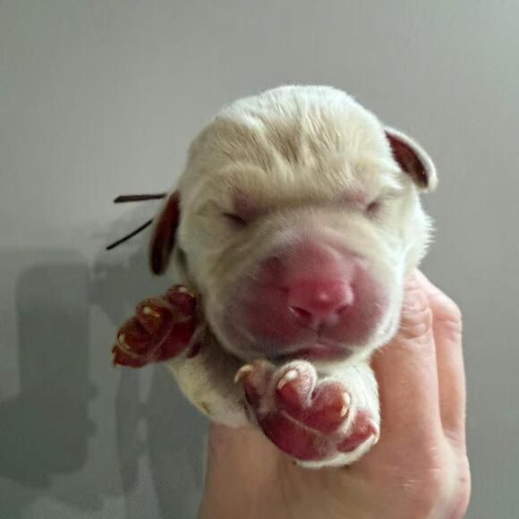 🐶 Playful Lab Puppies Ready for Adoption in Raleigh, NC - NewsBreak