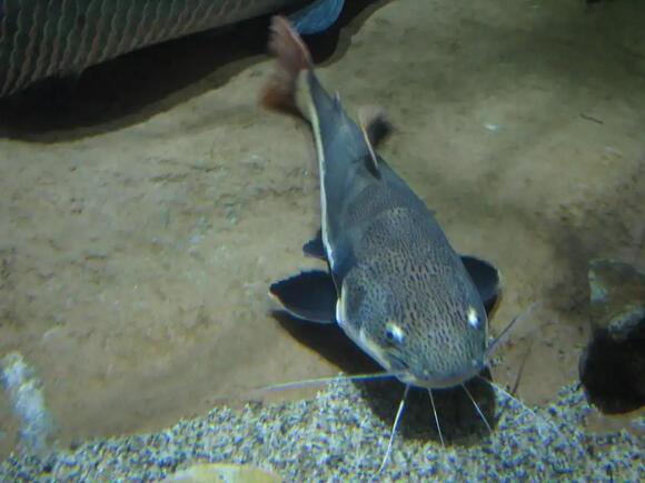 Types of Fish in the Sea of Galilee: A Naturalist’s Guide to Tilapia ...