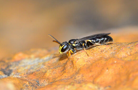 Insects in the Shadows: 90% Lack Conservation Data, Risking Ecosystem ...