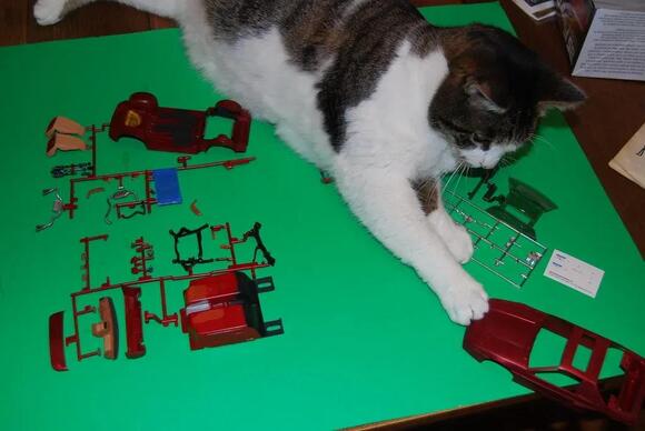 Your Cat’s ‘Bad’ Habits Are Often Just Misunderstood Instincts - NewsBreak