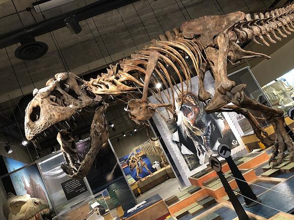 T. rex: Apex Predator or Opportunistic Scavenger? Clues From Montana ...