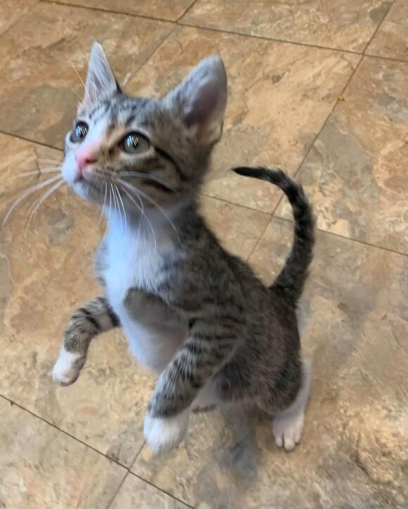 🐱 Playful, Gentle & Curious Cats Ready for Adoption in Diamond Springs ...