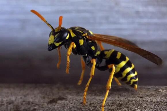 Watch Out for These 10 Invasive Insects Spreading Across Oregon - NewsBreak