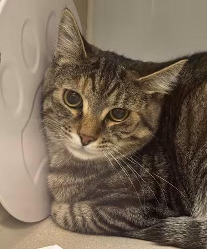 🐱 Gentle Kittens & Calm Seniors Ready for Adoption in Bellevue - NewsBreak