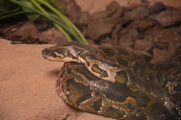 Florida’s Invasive Snake Crisis: 8 Species Every Resident Should Know ...