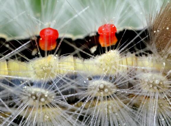 10 Stinging Caterpillars in Texas You Must Avoid at All Costs - NewsBreak