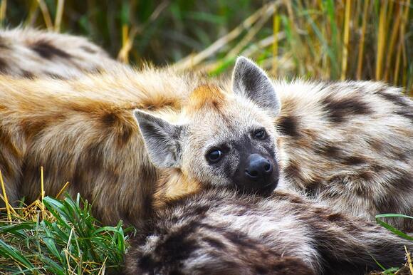 What Do You Call a Group of Hyenas? The Answer Is No Laughing Matter ...