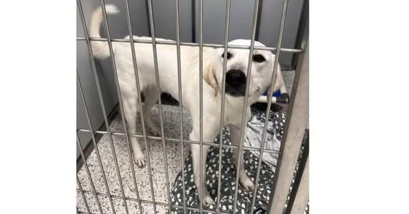 🐶 Playful, Gentle & Loyal Dogs Ready for Adoption in Atlanta - NewsBreak