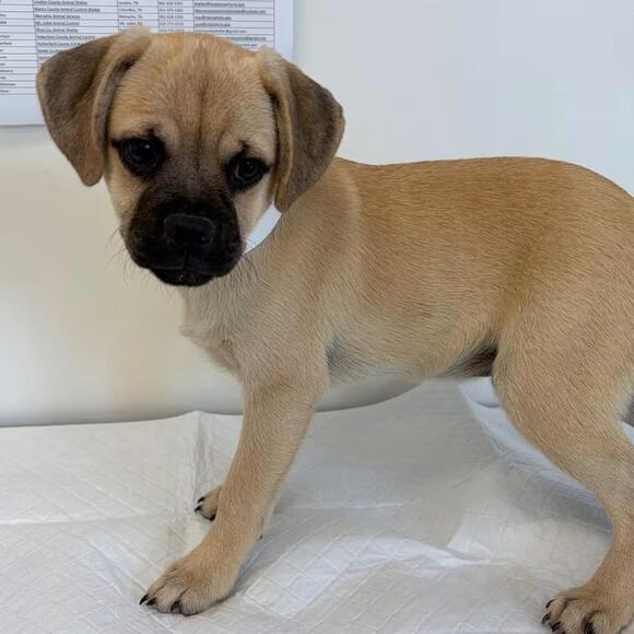 🐶 Playful, Gentle & Senior Dogs Ready for Adoption in Nashville - NewsBreak