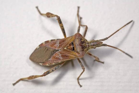 5 Bugs That Look Like Stink Bugs (Including 1 That’s Dangerous) - NewsBreak