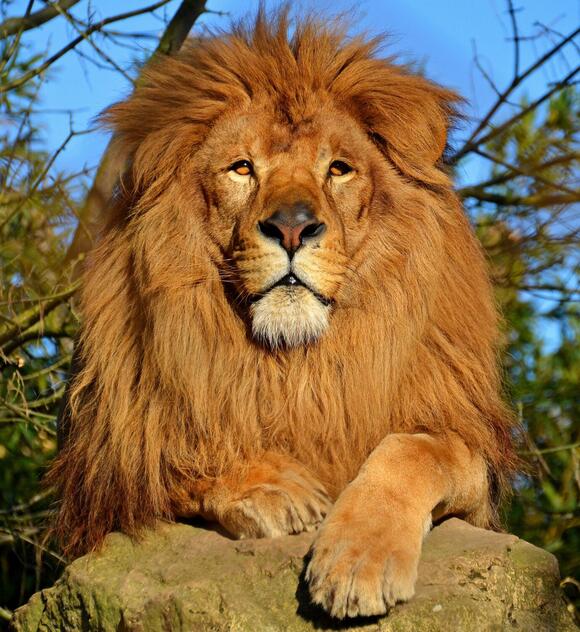 OFFBEAT OREGON: Oregon’s own fugitive ‘tiger king’ became a big problem ...