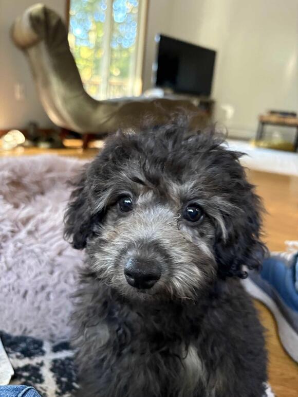 🐶 Sweet Lake Hiawatha Puppies Ready for Adoption With Wise Rescue ...