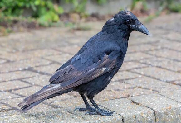 The Hidden Intelligence of Crows: What These Birds Can Teach Us About ...