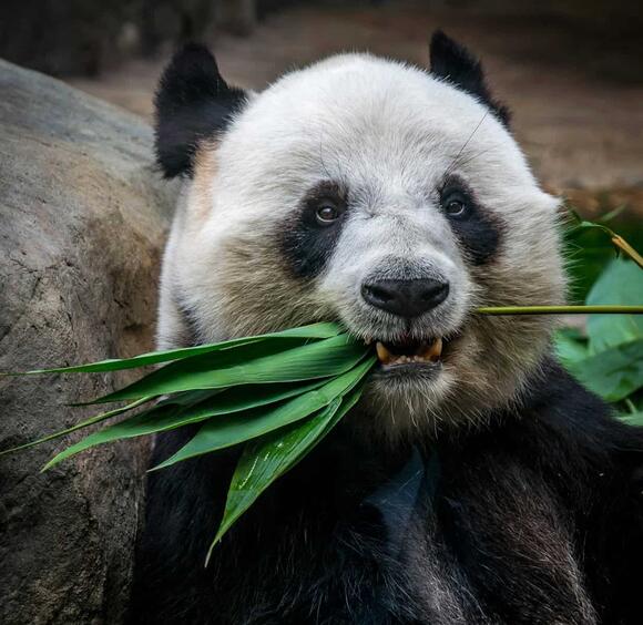 Pandas Survive on Bamboo, But Scientists Are Still Puzzled By How They ...