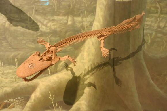 From Sea to Land: The Epic Evolutionary Journey of Early Vertebrates ...