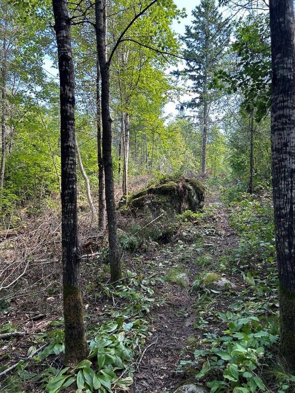 Man found dead on Minnesota hiking trail after becoming separated from ...
