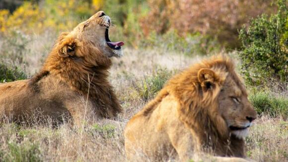 10-surprising-facts-about-lion-social-behavior-most-people-get-wrong