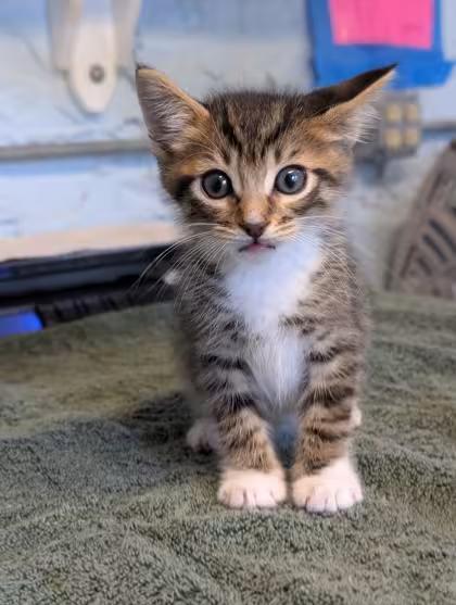 🐱 Sweet Inverness Kittens & Cats Ready for Adoption Today - NewsBreak